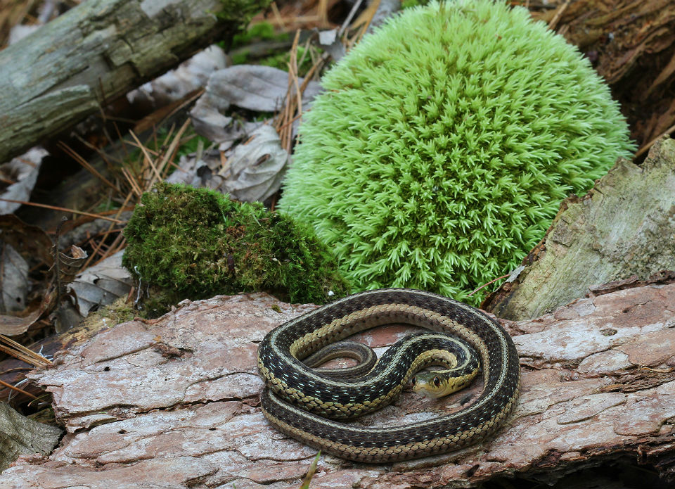 Eastern Garter Snake